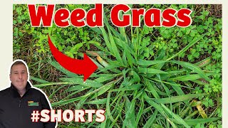 HOW to kill WEED GRASS without killing grass  FAST and EASY THAT WORKS shorts [upl. by Irma]