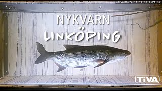 Fiskvandring live i Linköping [upl. by Bathsheb]