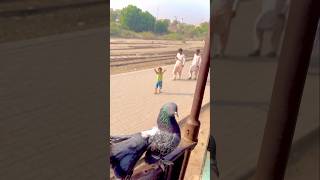 Kabootar pakda dobaz fancy kabootar lakha 🥰😍❤️😘🕊️youtubeshorts shortvideo shorts shortsfeed [upl. by Ellekcir]