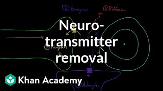 Neurotransmitter removal  Nervous system physiology  NCLEXRN  Khan Academy [upl. by Hayyifas370]