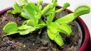 Growing Venus flytrap  time lapse video in 4K [upl. by Hansiain]