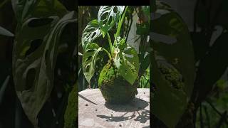 How to make kokedama easily 😎🍃 [upl. by Grewitz131]