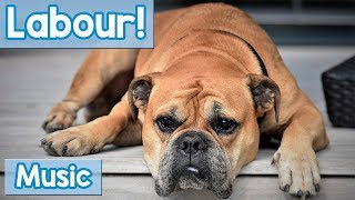 Soothing Music for Dogs in Labour Relaxing Music to Calm and Soothe Your Dog While They Give Birth [upl. by Ahsercul]