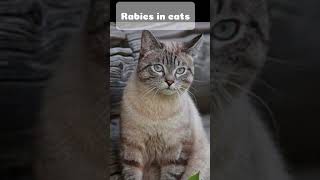 Rabies in cats rabies catshorts veterinary cat rabiesveterinary shorts [upl. by Berg70]