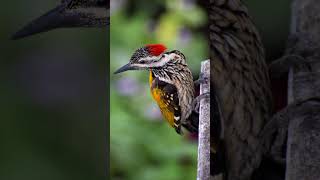 Oriental flameback bird voice for sleep 💤Nature with relaxation orientalflamebacksleep [upl. by Pauline974]