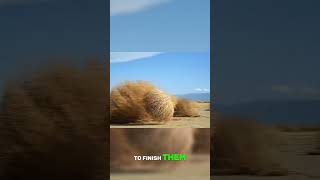 Tumbleweeds life cycle sciencefacts scienceshorts [upl. by Prosper]