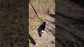 Walk 103024  A Walk With Camina VII  Hills amp Dales cat nature hiking [upl. by Ateuqal238]