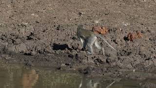 Vervet Monkey drinking at a water hole Moditlo Reserve Vuyani 6th September 2024 [upl. by Patterson]