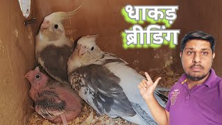 Cockatiel Breeding Setup in Ahmedabad Gujarat  Amin Cha Cha के यहां धाकड़ ब्रीडिंग  Breeding Tips [upl. by Veriee665]