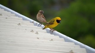 Weaver Bird  Webervogel [upl. by Ahearn]