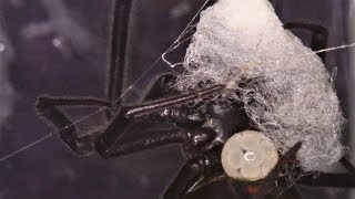 Rare Footage Of Black Widow [upl. by Attaynek502]