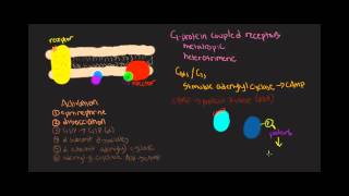 Gs Mechanism Gprotein coupled receptors [upl. by Bethanne]