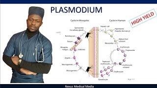 Plasmodium life cycle of malaria parasite symptoms diagnosis and treatment [upl. by Pears]