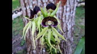 locos por las plantas fichas tecnicas de orquideas encyclia cochleata [upl. by Fesuy]