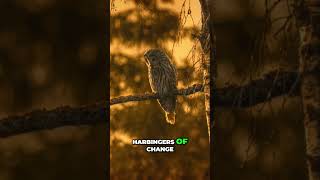 Owls Symbols of Wisdom or Ominous Portents shortvideo owl wildlifecommunication [upl. by Yajiv]