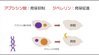 60高校生物「植物の環境応答①〜発芽編〜」2023 [upl. by Buote]