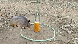 Armadilha de tropeço na trilha para pegar animais tatú paca capivara cotia javali [upl. by Lambrecht]