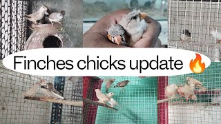 Finches Chicks update 🔥in tamilsjbirdsworld9553 finches sales finchbusiness [upl. by Eveiveneg]