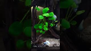 Tiger Limia Aquarium shorts fishkeeper fishtank fish fishkeeping petfish tropicalfish [upl. by Tewfik]