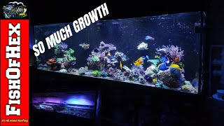 300 Gallon Reef Tank Update amp The Biggest Coral Sale Yet [upl. by Hambley972]