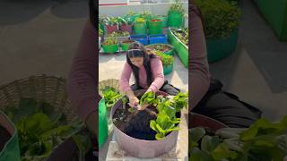 Today’s harvest terracegarden youtubeshorts [upl. by Hinman]