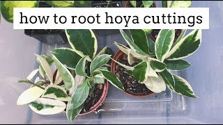 propagating hoya plants from cuttings  simple and easy method [upl. by Wynny]