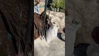 Roof garden soil preparation gardening ytshorts [upl. by Ledniahs637]