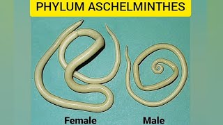 Phylum AschelminthesAnimal kingdomaschelminthesround wormsquick revision [upl. by Rebliw]