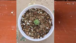 FROM ALMOST DEAD TO NEW GROWHT JOURNEY OF GRAPTOPETALUM MACDOUGALLII  SUCCULENT CARE TIPS [upl. by Nnylodnewg]