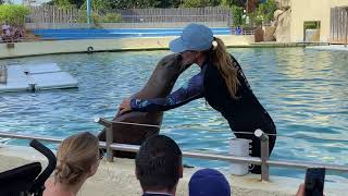 Spectacle Des Otaries Marineland 2020 [upl. by Comptom903]