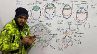 Organogenesis  Neurulation in human embryo  embryonic development  class 12 [upl. by Anilorak]