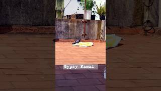 Pura WhatsApp status tamil tamilsong music flute bgm gypsykamal [upl. by Samale699]