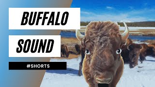 🐃Buffalo Sound shorts  buffalo sound in shorts  shorts buffalo sound video [upl. by Cirdek]