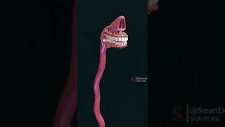 Esophagus  The digestive system [upl. by Fronnia]