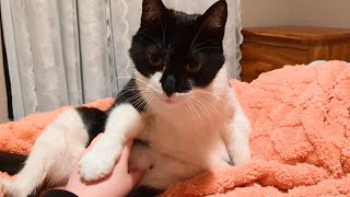 Affectionate Cuddly Cat Asks for Pettings [upl. by Orravan]