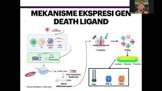 Apoptosis via Extrinsic Pathway FasL [upl. by Dimah]