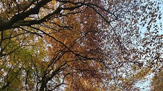 Autumn 🍂 forest Autumn autumnwalk naturelovers [upl. by Dihgirb344]