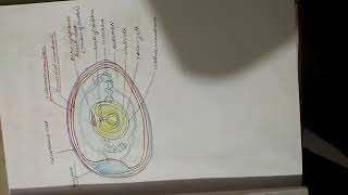 Vitellogenesis Yolk formation in birds [upl. by Shanley]