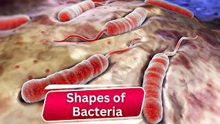 Discover Bacteria Shapes Unseen World Revealed Must Watch [upl. by Rhu830]