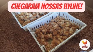 Chegaram nossas Hyline Brown [upl. by Yedoc]