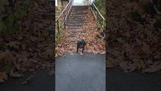 Puggle swooshes down steps [upl. by Christean300]