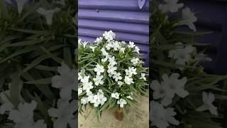 Ruellia plant  Mexican petunia tree ॥ shorts shortsvideo ruelliaplant mexicanpitunia flower [upl. by Stormy]