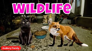 Live Cat Deer Fox And Bird Cam Wednesday 🦌🦃🦊 [upl. by Aldrich]