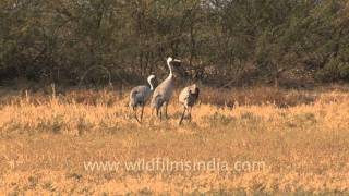 Grus grus  The common crane Gujarat [upl. by Adekahs295]