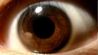 Pupil Constriction and Dilation HD Macro Nikon D5100 [upl. by Killy]