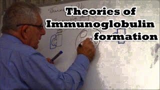 Theories of Immunoglobulin formation [upl. by Rehpatsirhc]