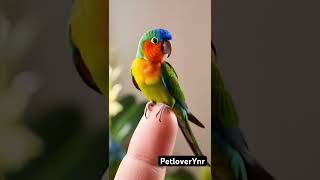 Cute Rainbow Lori Animated ❤️❤️ lorikeet birdies lori lovebirds budgiesinfo pets [upl. by Alleuqram]