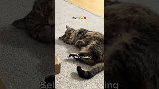 My cat has selective hearing shorts cat funny [upl. by Adaven]