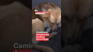 Camioneta arrastró del cuello a perro Pizpo en Tijuana  N Shorts [upl. by Ludba669]