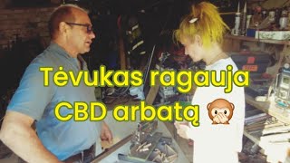 Mama ragauja keksiuką su CBD  Tėvukas vartoja arbatą  Popieriaus pjaustymo aparatas  Live [upl. by Faria]